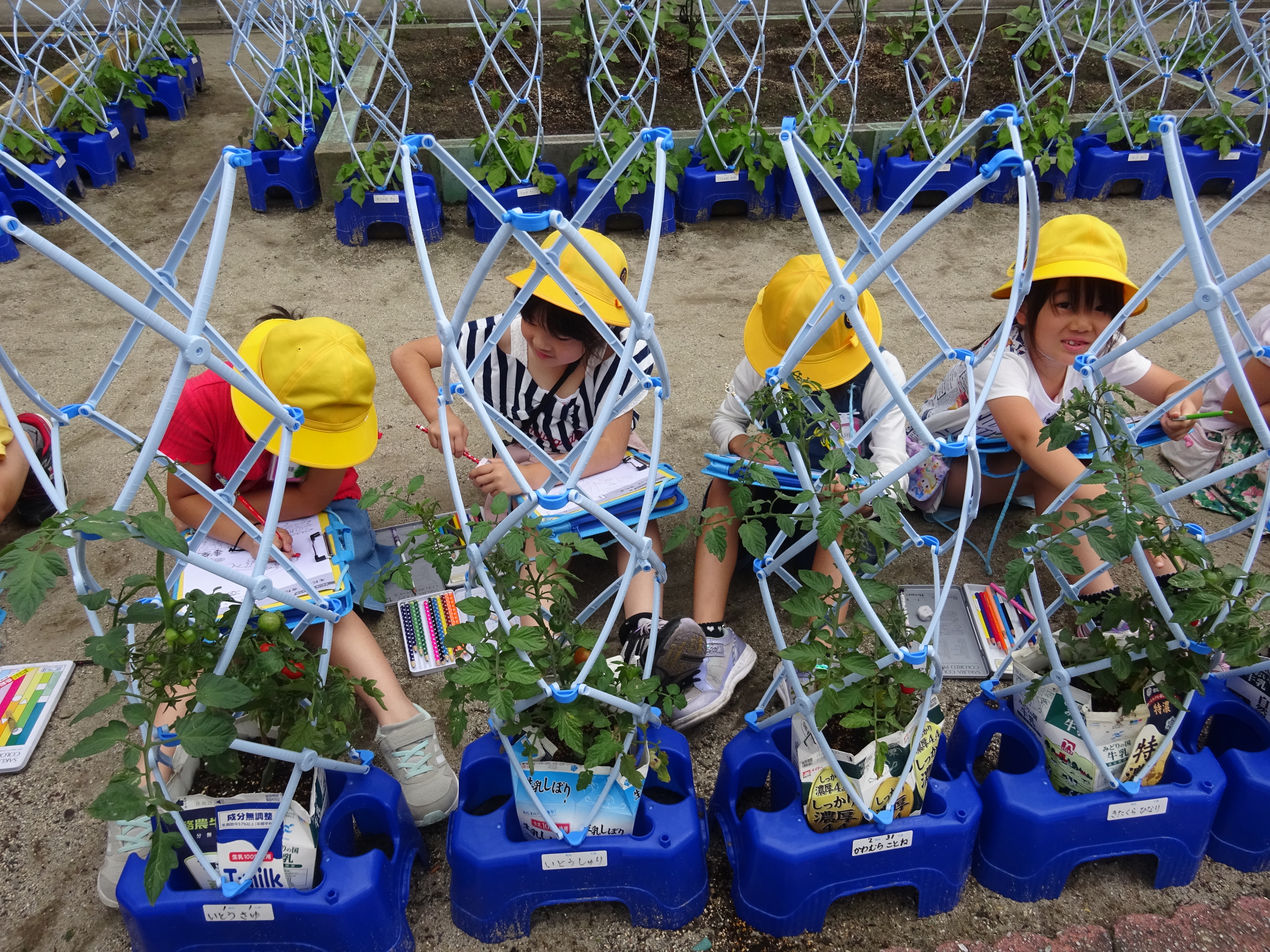 ２年３組 ミニトマトの観察 津島市立西小学校