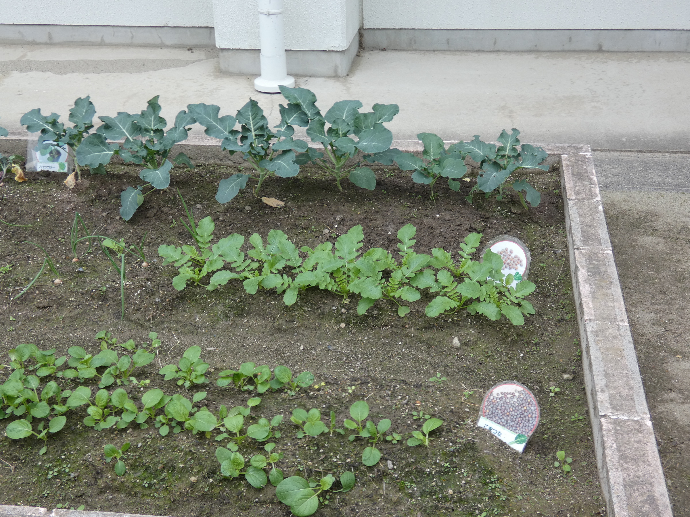 さくら もも組 花壇の野菜 津島市立西小学校