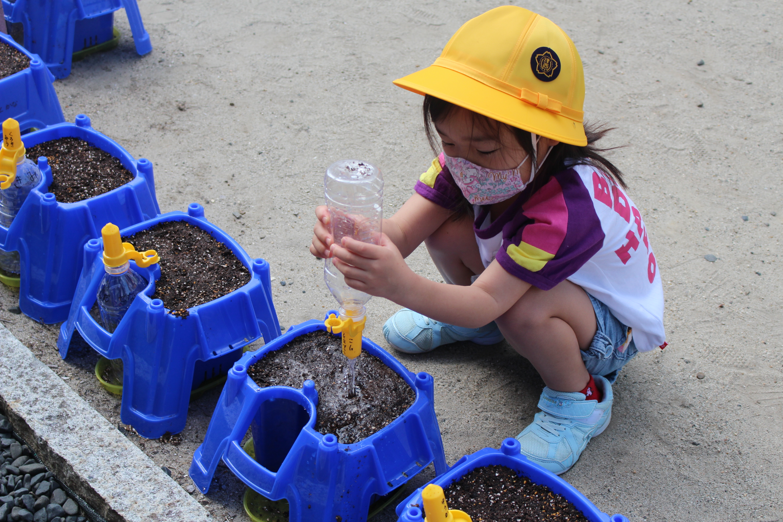 １年２組 アサガオの水やりのようす 津島市立西小学校