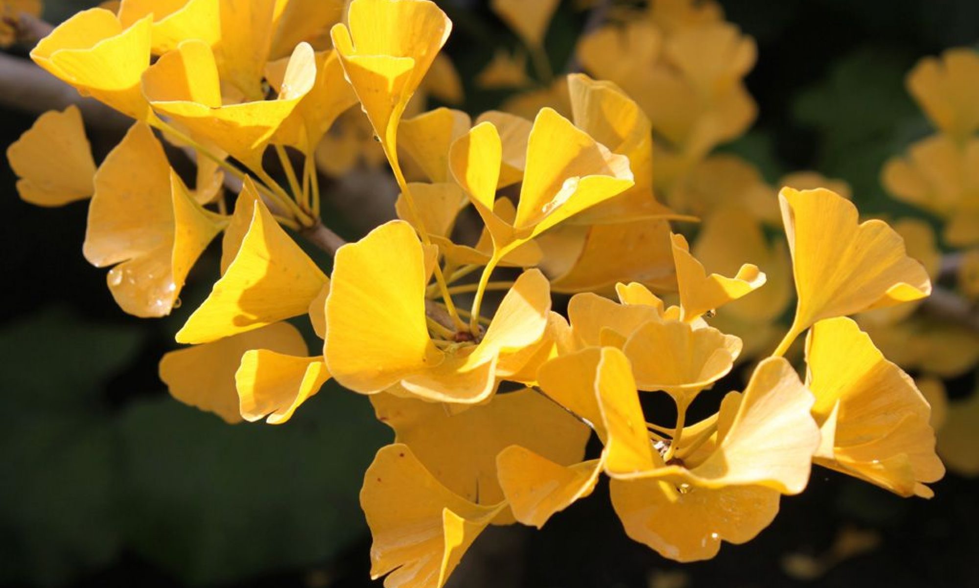 津島市立西小学校