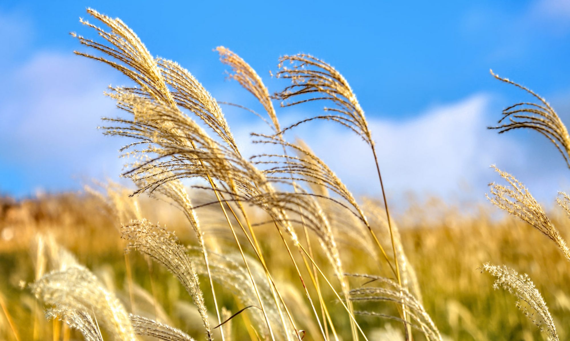 津島市立西小学校