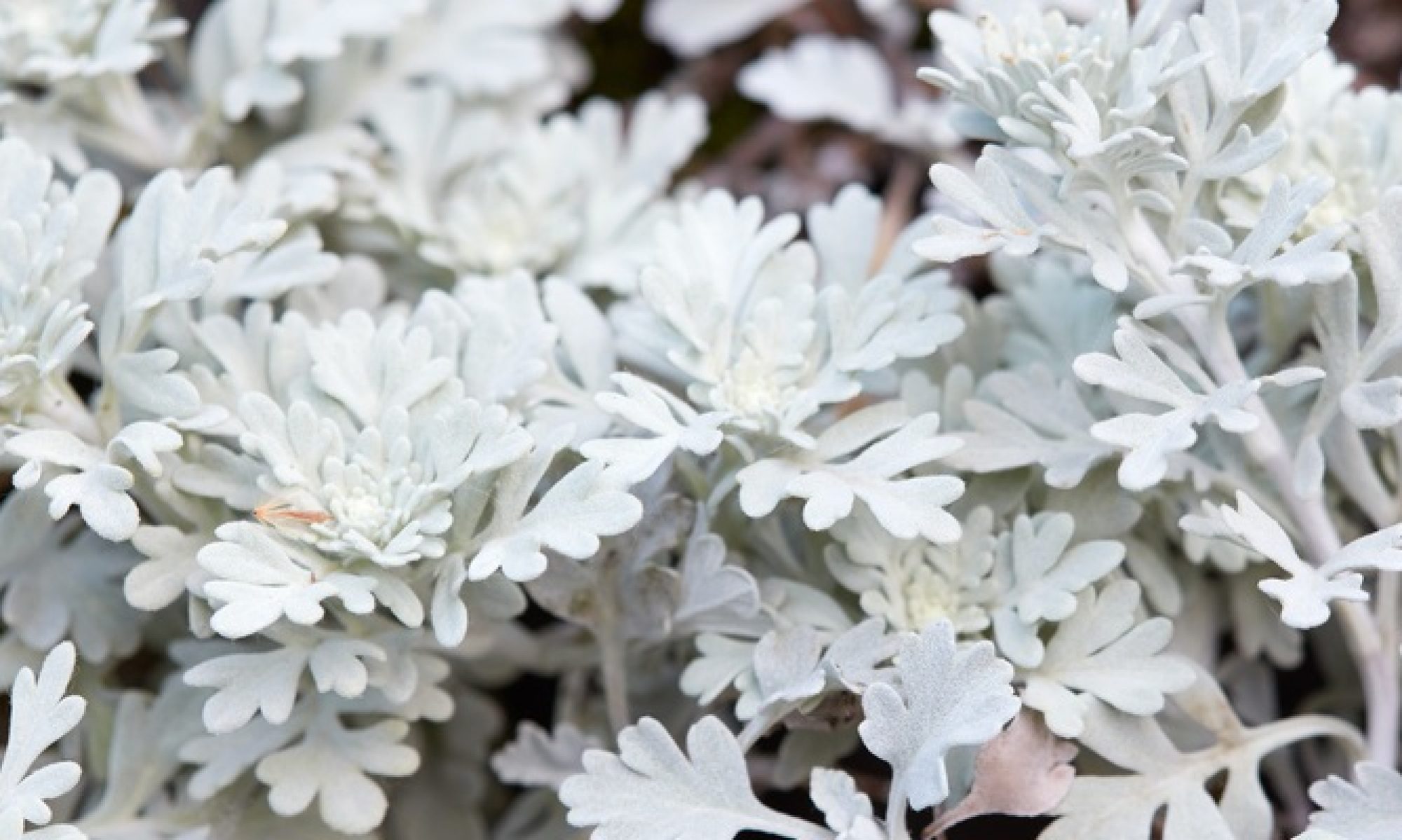 津島市立西小学校