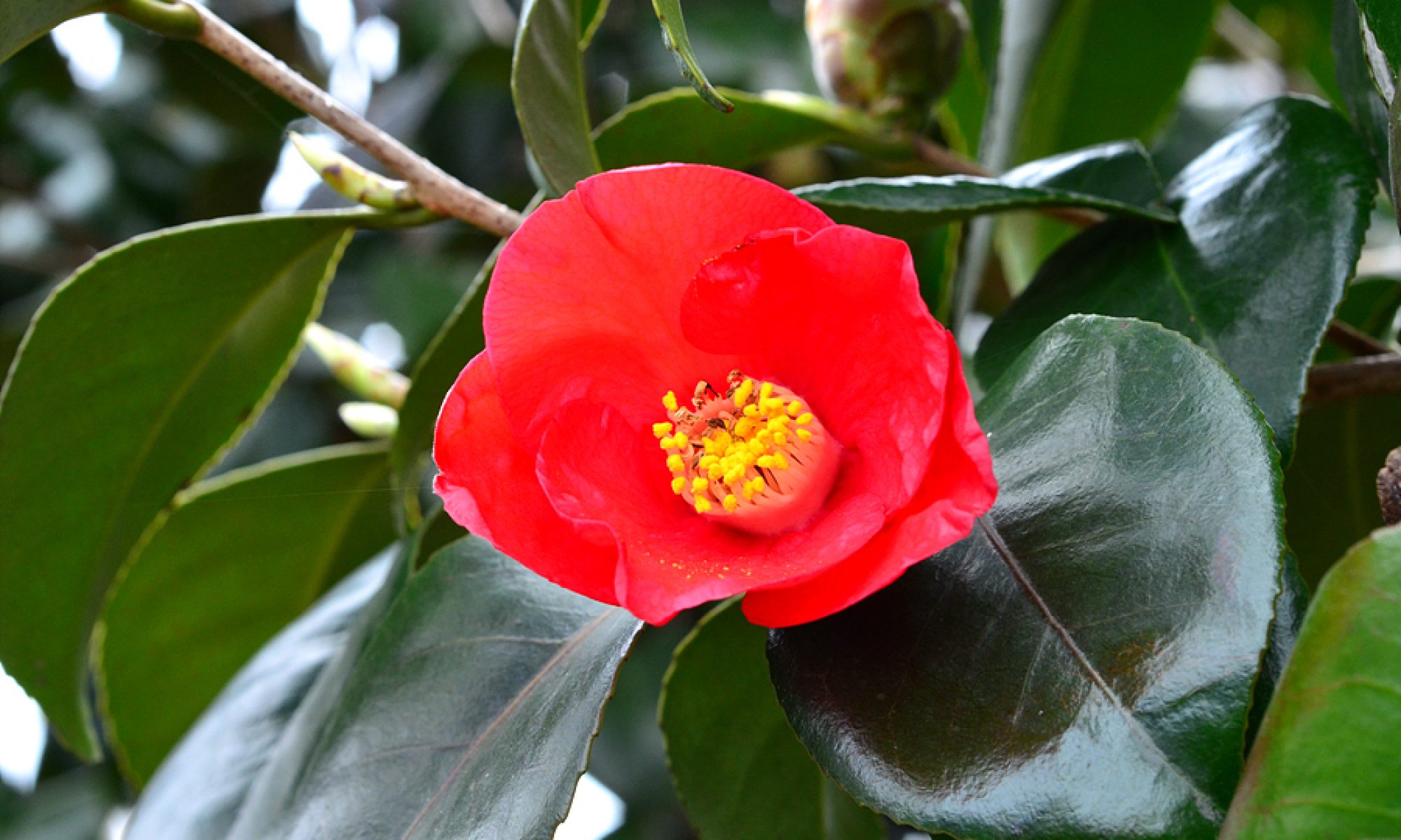 津島市立西小学校