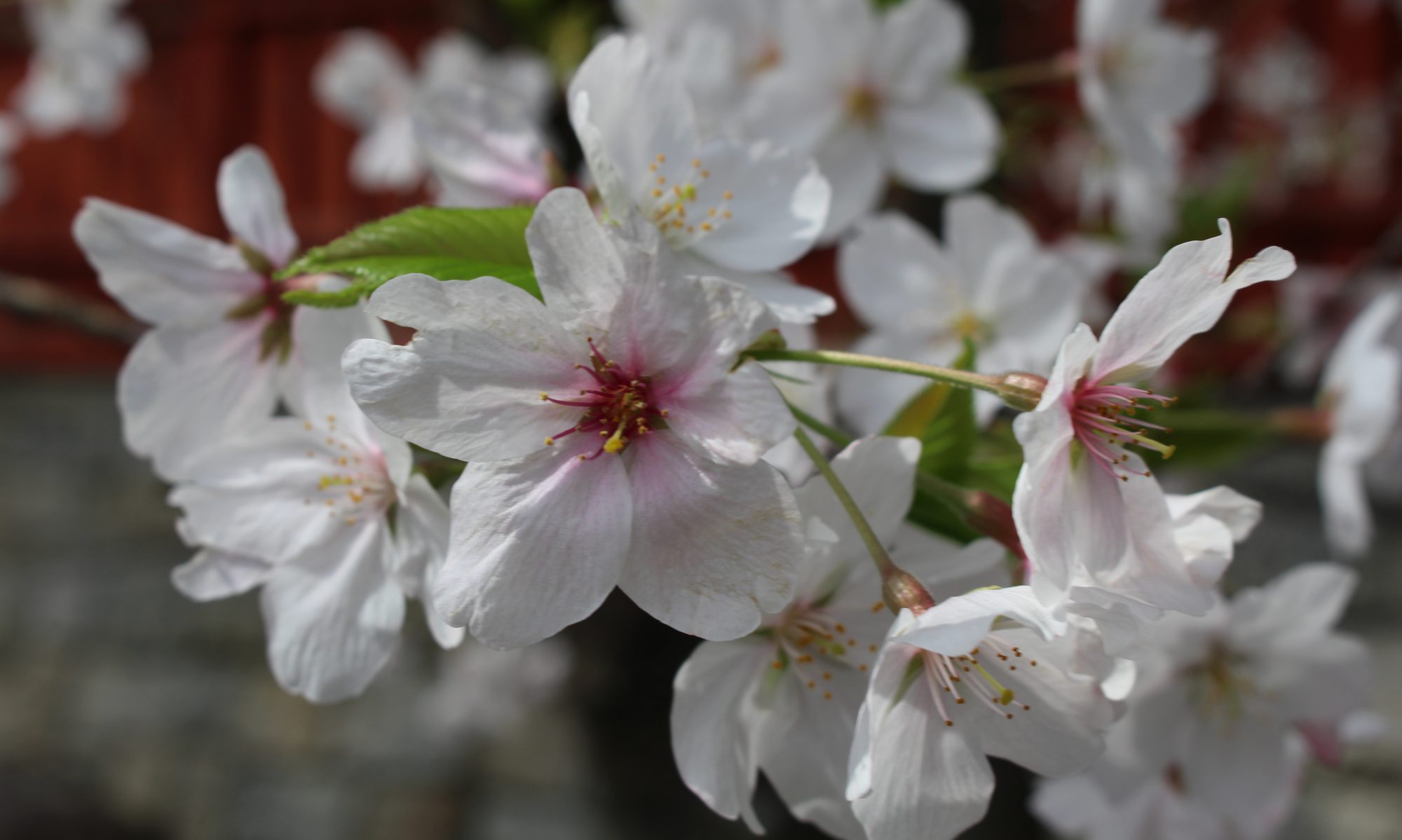 津島市立西小学校