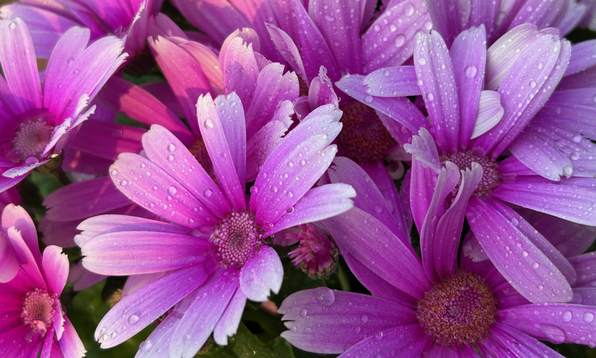 津島市立西小学校