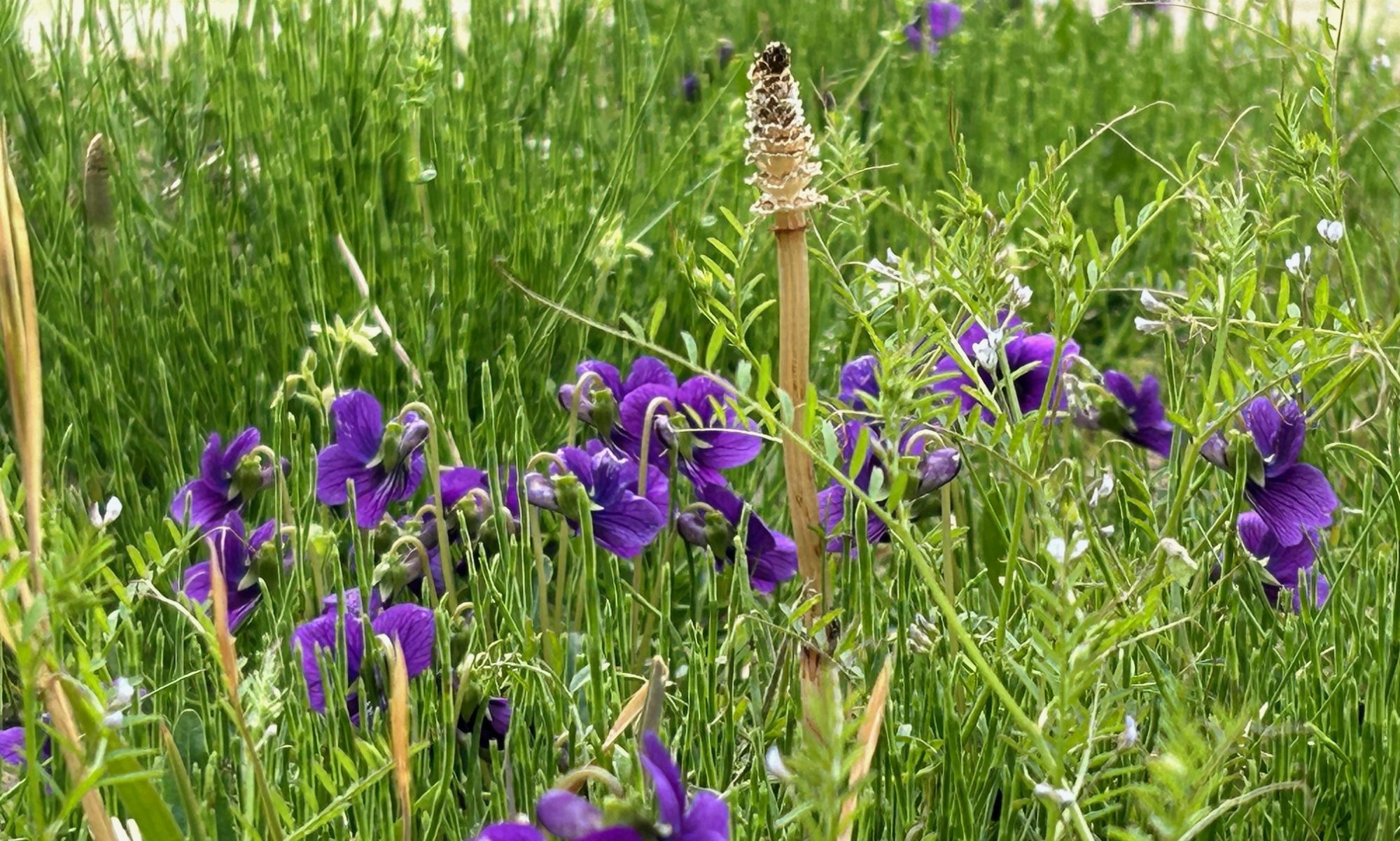 津島市立西小学校
