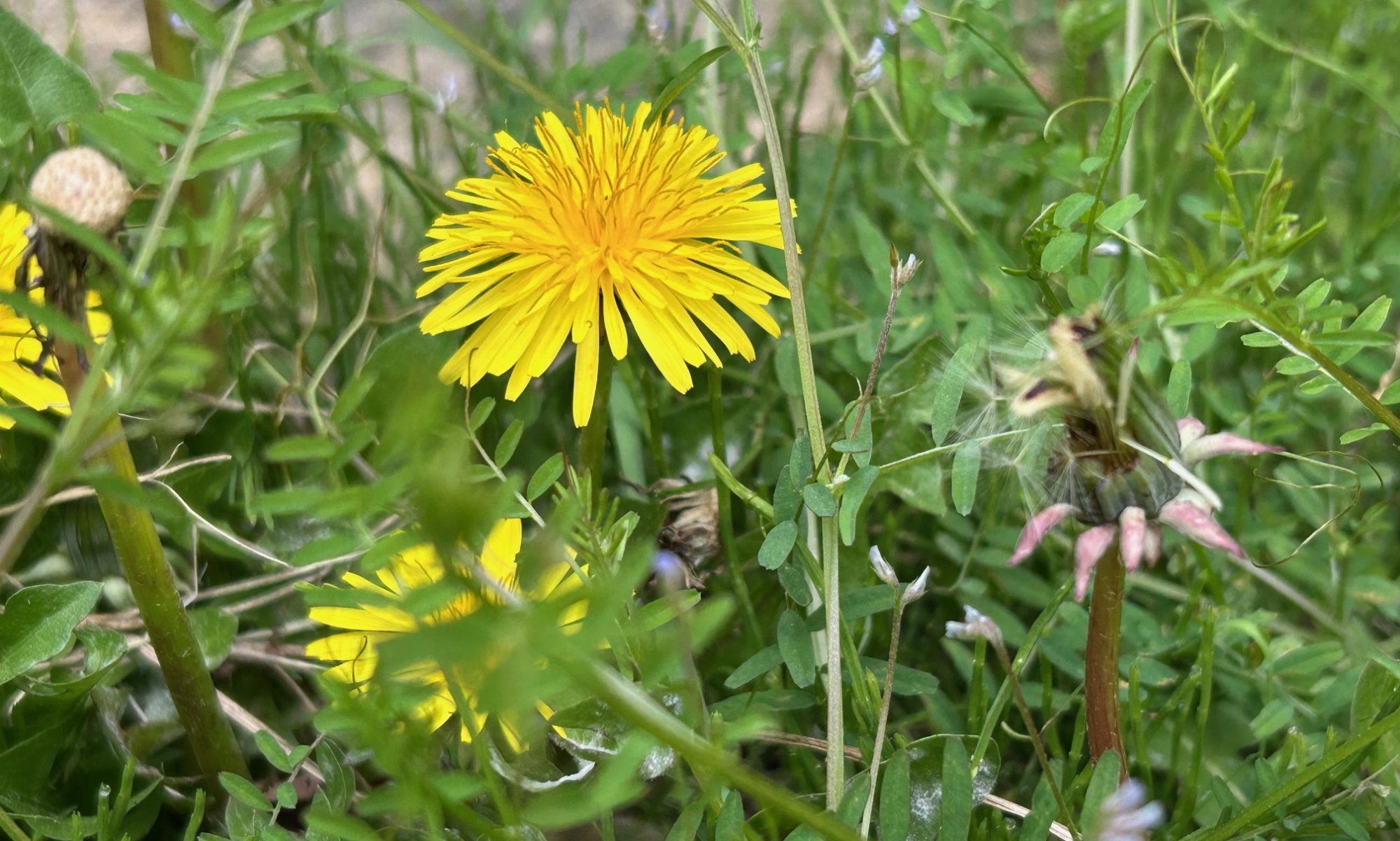 津島市立西小学校