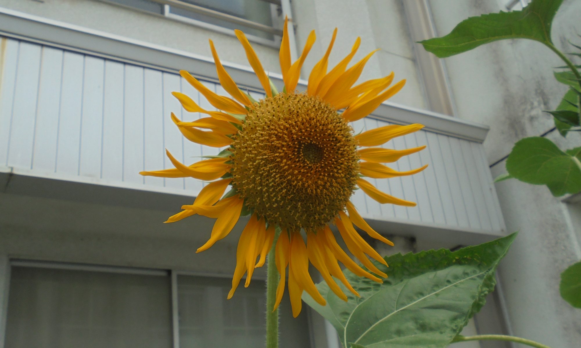 津島市立西小学校